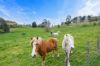 186 Mount, Buninyong VIC 3357-Image
