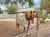 19 Alabar Crescent, Globe Derby Park, SA 5110-Image