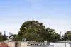 19 Annesley Street, Leichhardt, NSW 2040-Image