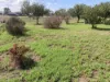 19 Delavan Street, Temora, NSW 2666-Image