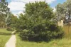 19 Flos Greig Street, Watson, ACT 2602-Image