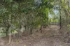 190 Old Palmwoods Road, Palmwoods, Qld 4555-Image