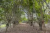 190 Old Palmwoods Road, Palmwoods, Qld 4555-Image