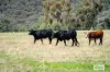 191 Ferndale Road, Woomargama, NSW 2644-Image