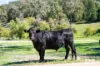 191 Ferndale Road, Woomargama, NSW 2644-Image