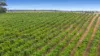 192 Square Mile Road, Yahl, SA 5291-Image
