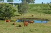 193 Espin Road, Bli Bli, Qld 4560-Image