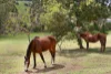 1968 Beechmont Road, Beechmont, Qld 4211-Image