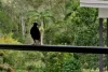 197 Neill Road, Mooloolah Valley, Qld 4553-Image