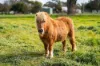 1972 Cummings Road, Walla Walla, NSW 2659-Image