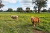 1972 Cummings Road, Walla Walla, NSW 2659-Image