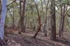 1993 Reg Hailstone Way, Wyangala Dam, NSW 2808-Image