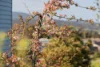 1a Dances Road, Cygnet, Tas 7112-Image