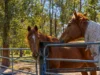 2-20 Ison Road, Greenbank, Qld 4124-Image