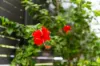 2 Bellerive Street, Pallara, Qld 4110-Image