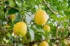 2 Coolibah Court, Mooloolah Valley, Qld 4553-Image