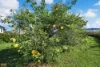 2 Cuthill Road, Walter Lever Estate, Qld 4856-Image