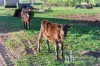 2 Faehrmann Road, Mannum, SA 5238-Image