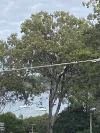 2 June Parade, Lamb Island, Qld 4184-Image