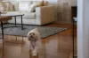 2 Macalister Street, Ipswich, Qld 4305-Image