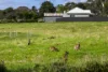 2 Main South Road, Myponga, SA 5202-Image