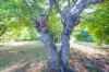 2 Park Lane, Gatton, Qld 4343-Image