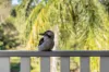 2 Ringwood Place, Bellingen, NSW 2454-Image