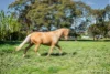 20-24 Mill Road, Kilmore, Vic 3764-Image