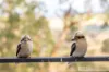 20 Belmont Avenue, Upwey, Vic 3158-Image