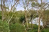 20 Cypress Drive, Lugarno, NSW 2210-Image