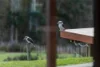 20 Gillies Road, Nubeena, Tas 7184-Image