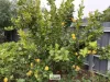20 King Street, Werrimull, Vic 3496-Image