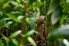 20 Lake Morris Road, Kanimbla, Qld 4870-Image