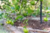 20 Mill Street, Landsborough, Qld 4550-Image