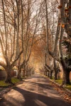 20 Victoria Avenue, Canterbury, Vic 3126-Image