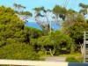 20 Vista Avenue, Skenes Creek, Vic 3233-Image