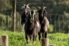 200 Bambra Cemetery Road, Deans Marsh, Vic 3235-Image