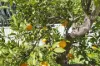 2016 Albany Highway, Maddington, WA 6109-Image
