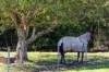 202 Wilsons Creek Road, Wilsons Creek, NSW 2482-Image
