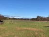203 Tintaldra Rd, Welaregang, NSW 2642-Image