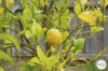 21 Advocate Drive, Kingston, Tas 7050-Image