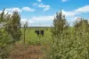 21 Colonnades Circuit, Coronet Bay, Vic 3984-Image