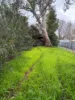 21 Cowslip Street, Violet Town, Vic 3669-Image