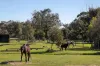 21 Middle Road, Pearcedale, Vic 3912-Image