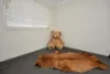 21 Sanctuary Crescent, Narangba QLD 4504-Image