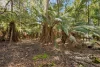 212 Ellis Road, Abbotsham, Tas 7315-Image