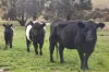 2129 Yass River Road, Murrumbateman, NSW 2582-Image
