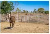 2134 Ridgelands Road, Alton Downs QLD 4702-Image