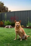 215 Lower Athelstone Road, Athelstone, SA 5076-Image