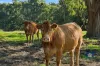 215 Shorts Road, Elliminyt, Vic 3250-Image